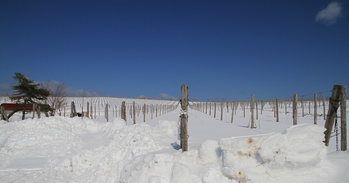 メインビジュアル：北海道のワインがすごい！